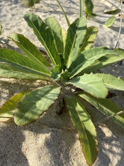 Sonchus megalocarpus