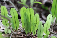 Microgramma squamulosa