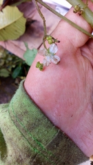 Klaprothia mentzelioides