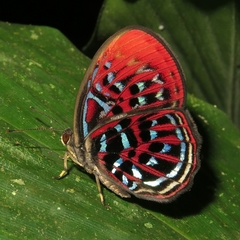Paralaxita orphna