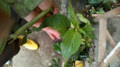 Klaprothia mentzelioides