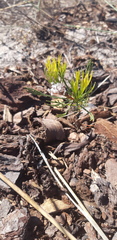 Serruria furcellata