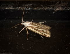 Xylorycta austera