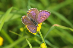 Lycaena helle