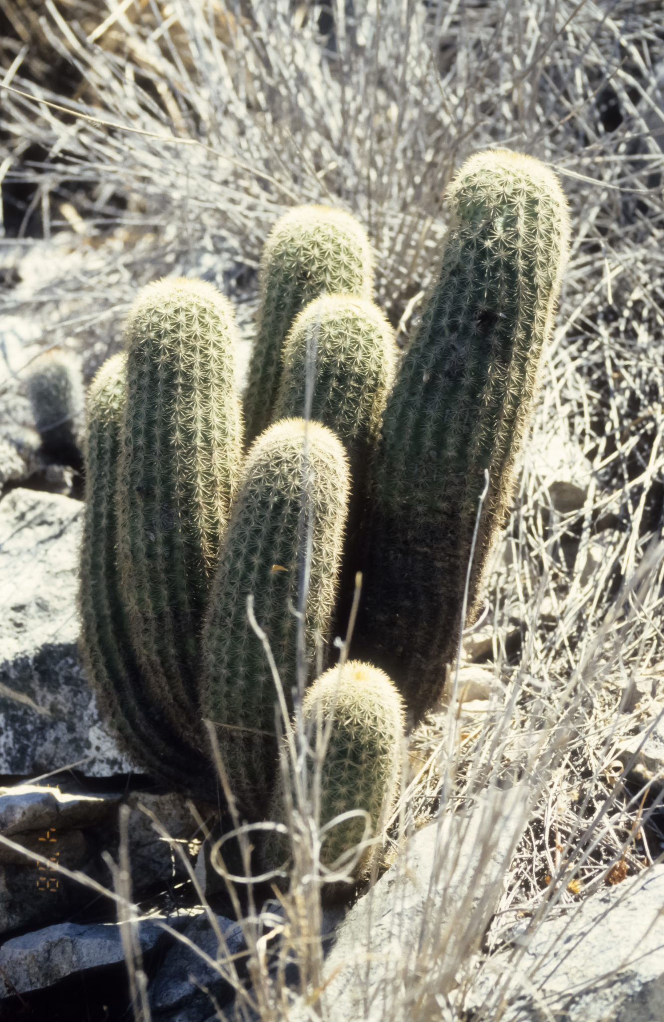 Echinocereus websterianus