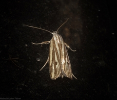Xylorycta austera