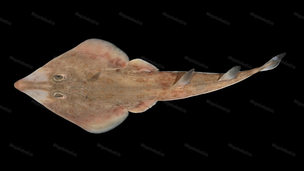 Ringed Guitarfish