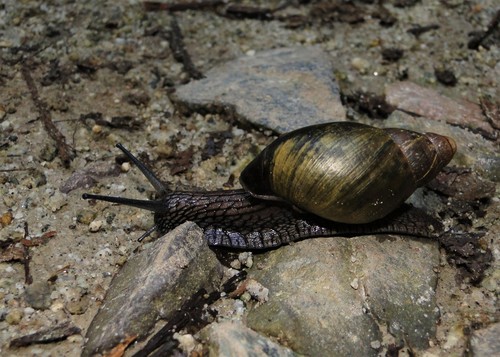 Thaumastus sumaqwayqu