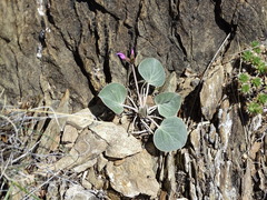 Gueldenstaedtia monophylla