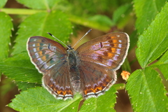 Lycaena helle