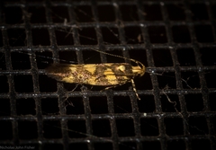 Macrobathra chrysospila