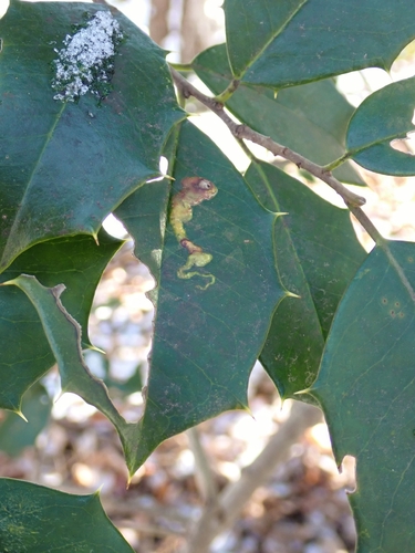 Unknown species found near Owen Brown, Columbia, MD, USA
