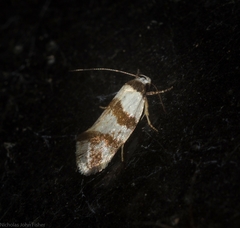 Isomoralla gephyrota