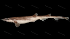 Gecko Catshark photo 1