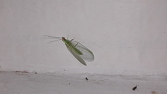 Chrysoperla externa
