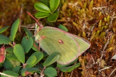 Colias hecla
