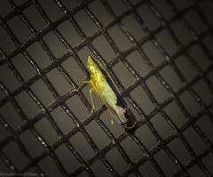 Australnirvana adelaideae