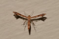 Nippoptilia cinctipedalis