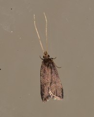 Lecithocera terrigena