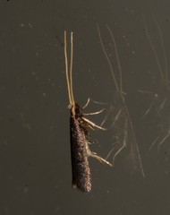 Lecithocera terrigena