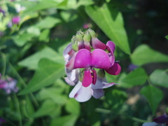Dipogon lignosus