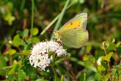 Colias hecla