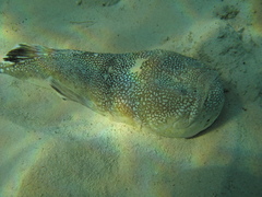 Astroscopus y-graecum