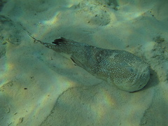 Astroscopus y-graecum