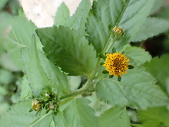 Bidens pilosa pilosa