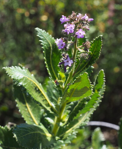 Eriodictyon sessilifolium, photograph 4