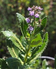 Eriodictyon sessilifolium, photograph (c) Rosario Douglas, some rights reserved (CC BY)