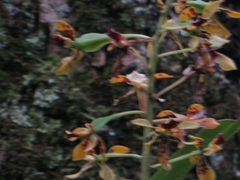 Prosthechea sceptra