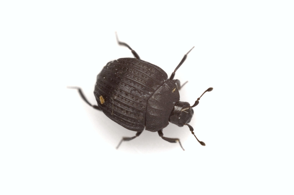 Onthophilus striatus