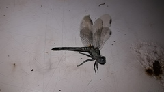 Micrathyria longifasciata