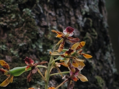 Prosthechea sceptra