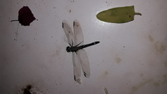 Micrathyria longifasciata