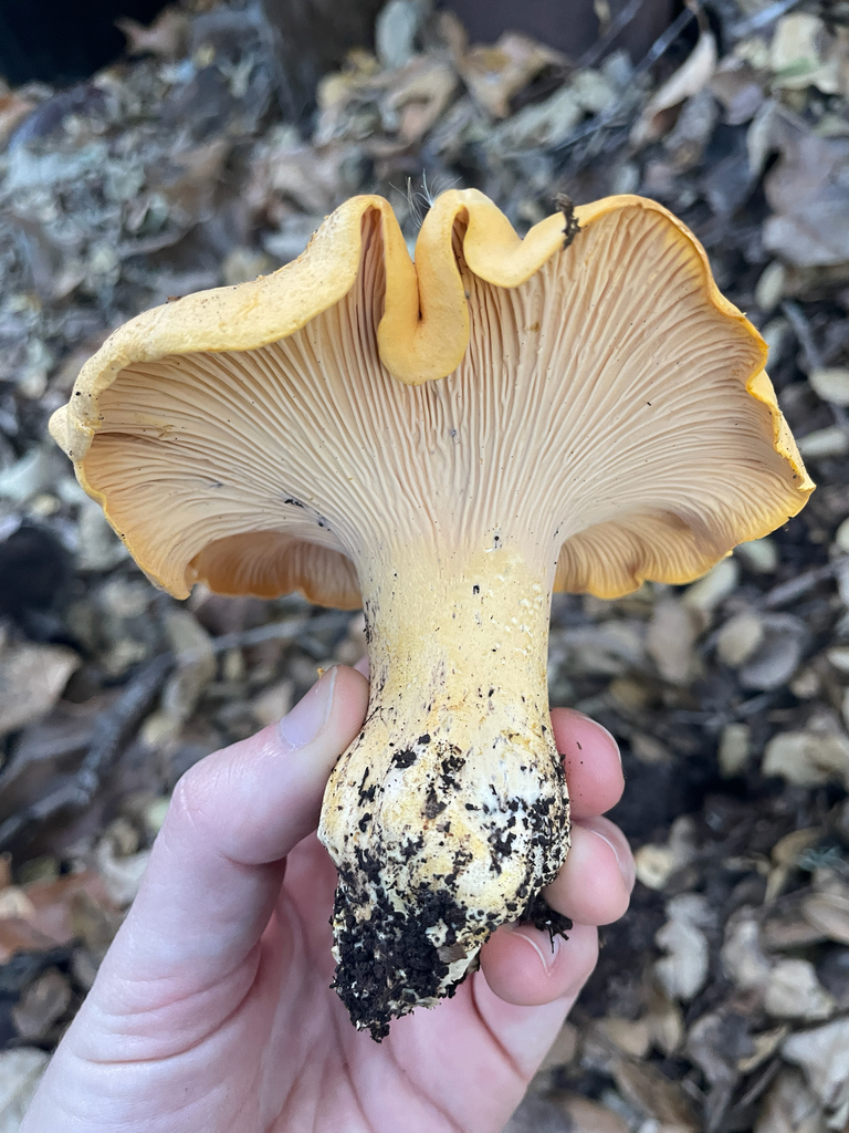 Cantharellus californicus · December 2025 · photo: © ethologist (iNaturalist, cc-by)