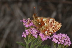 Boloria alaskensis