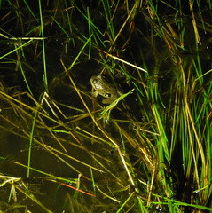 Pleurodema bufoninum