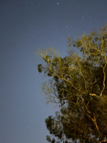 View observation of {o.common_name} on iNaturalist