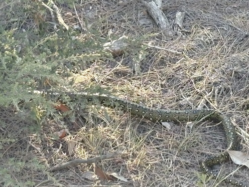 Diamond Python sighting