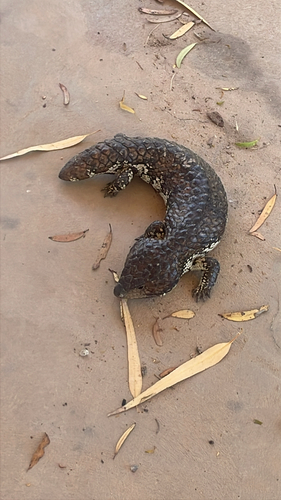 Shingleback
