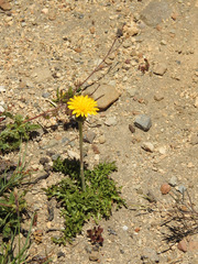Hypochaeris tenuifolia