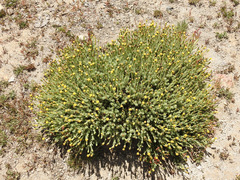 Senecio tristis