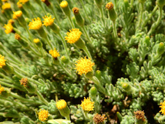 Senecio tristis