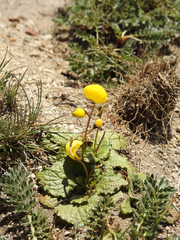 Calceolaria filicaulis