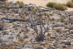 Aloidendron ramosissimum, photograph author not stated, no rights reserved
