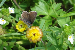 Cyaniris semiargus