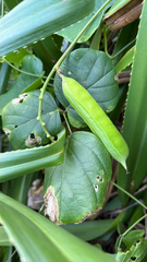 Canavalia lineata, photograph (c) pschen, some rights reserved (CC BY)