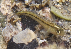 Common Triplefin photo 3